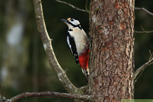 Större hackspett, Dendrocopos major